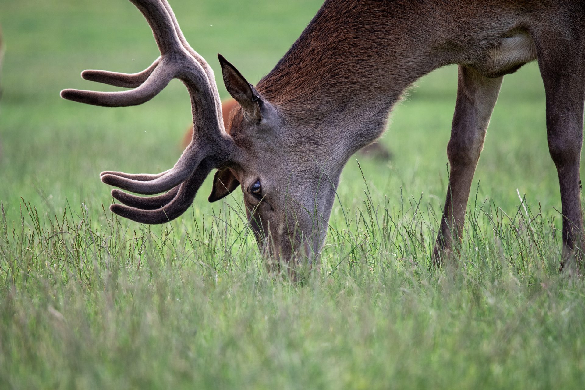 Red deer in the Scottish Highlands